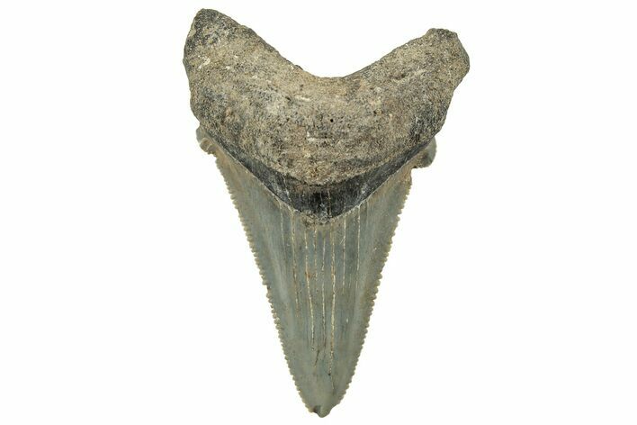 Serrated Angustidens Tooth - Megalodon Ancestor #326356
